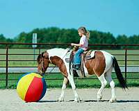 athletic-quarter-pony