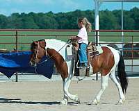 beginner-quarter-pony
