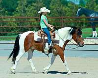 flashy-quarter-pony