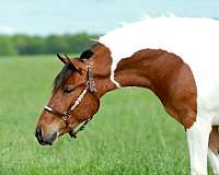 kid-safe-quarter-pony