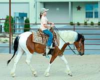 ranch-quarter-pony