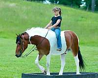 ridden-english-quarter-pony