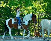 ridden-western-quarter-pony