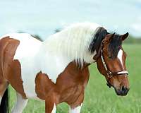 show-quarter-pony