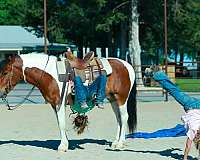 trail-quarter-pony