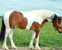 trail-riding-quarter-pony