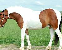 pinto-quarter-pony-gelding