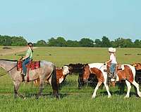 pinto-all-around-pony