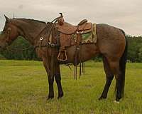 athletic-quarter-horse