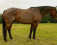 beginner-quarter-horse