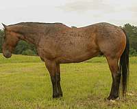 endurance-quarter-horse