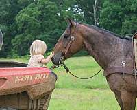 experienced-quarter-horse