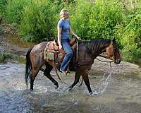 flashy-quarter-horse