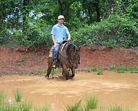 performance-quarter-horse