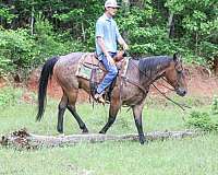 ranch-quarter-horse