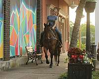 ranch-versatility-quarter-horse