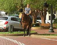 ranch-work-quarter-horse