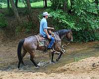 ridden-western-quarter-horse