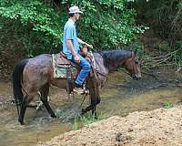 trail-quarter-horse