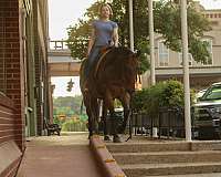 trail-riding-quarter-horse