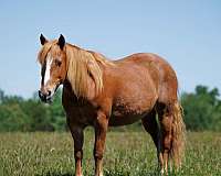 all-around-quarter-pony