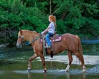 barrel-quarter-pony