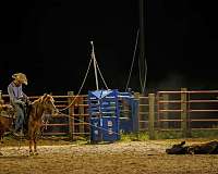 beginner-quarter-pony