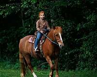cross-quarter-pony