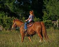 kid-safe-quarter-pony
