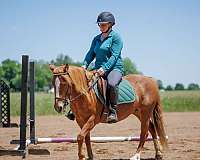 pole-quarter-pony