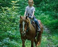 ranch-quarter-pony