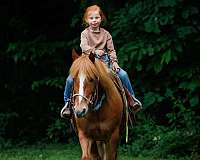 ranch-work-quarter-pony