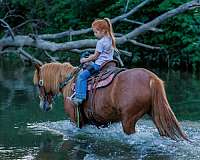 ridden-english-quarter-pony