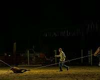 ridden-western-quarter-pony