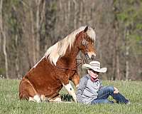 flashy-paint-pony
