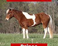 all-around-paint-pony
