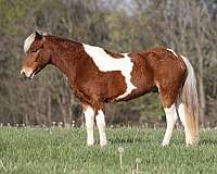 kid-safe-paint-pony