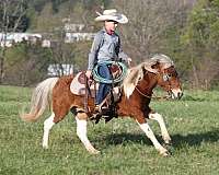 ranch-paint-pony
