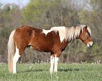 ranch-work-paint-pony