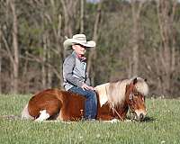 roping-paint-pony