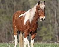 trail-paint-pony