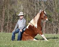 trail-riding-paint-pony