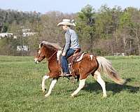 western-riding-paint-pony