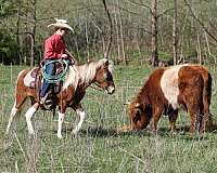 working-cattle-paint-pony
