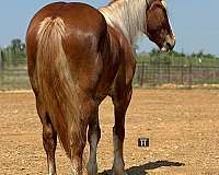 athletic-draft-horse