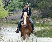 beginner-draft-horse