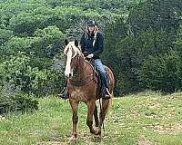 flashy-draft-horse