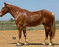 hunter-draft-horse