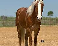 kid-safe-draft-horse