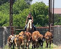 jumping-draft-horse